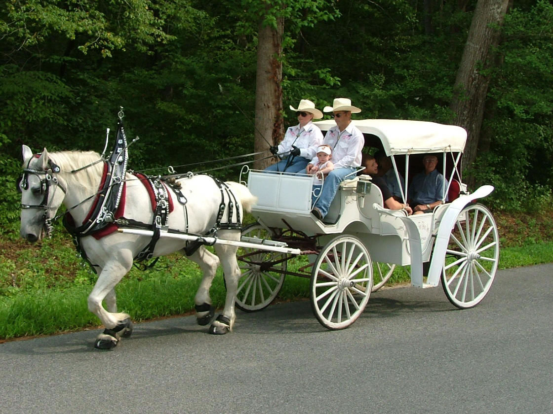 Photos - Chariots for Hire - Hampton Roads Carriage Service